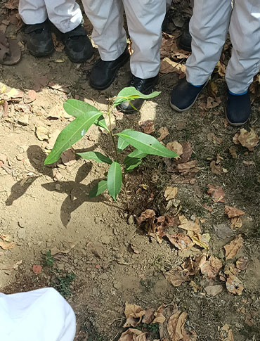 Tree Plantation