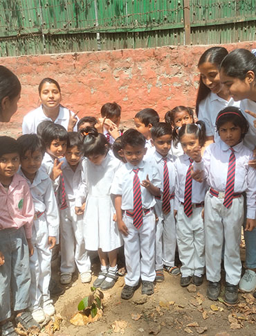 Tree Plantation