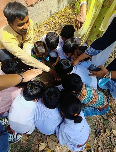 Tree Plantation