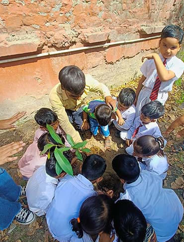 Tree Plantation